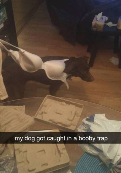 Dog got caught in a booby trap.