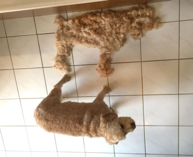 Dog had so much hair its owner created another dog with the leftover fur.