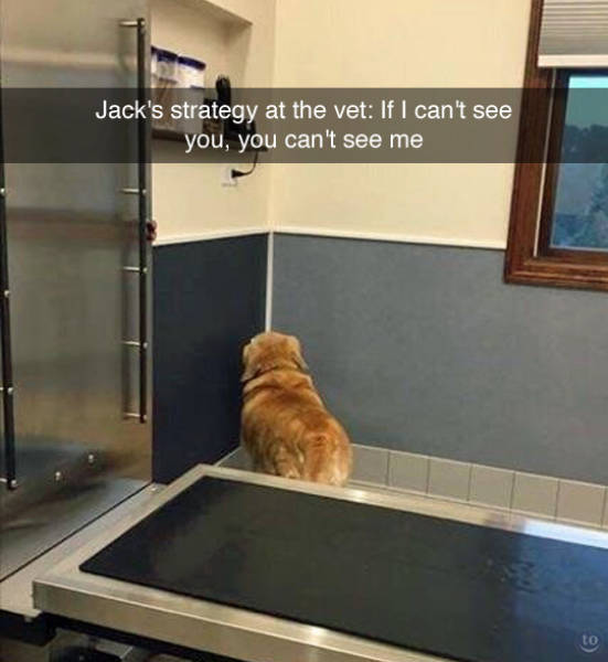 Dog has a great strategy at the Vet.