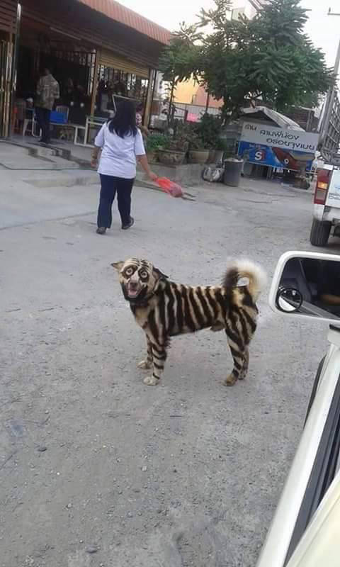 Cool looking dog seems to be part tiger, part raccoon, and part who knows what.