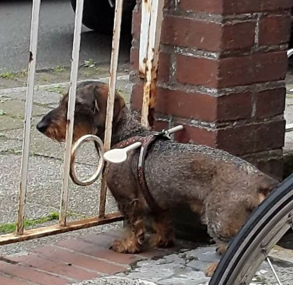 Dog kept sneaking through the fence.