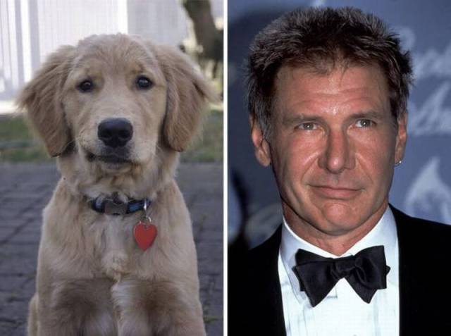 Dog looks just like Harrison Ford.