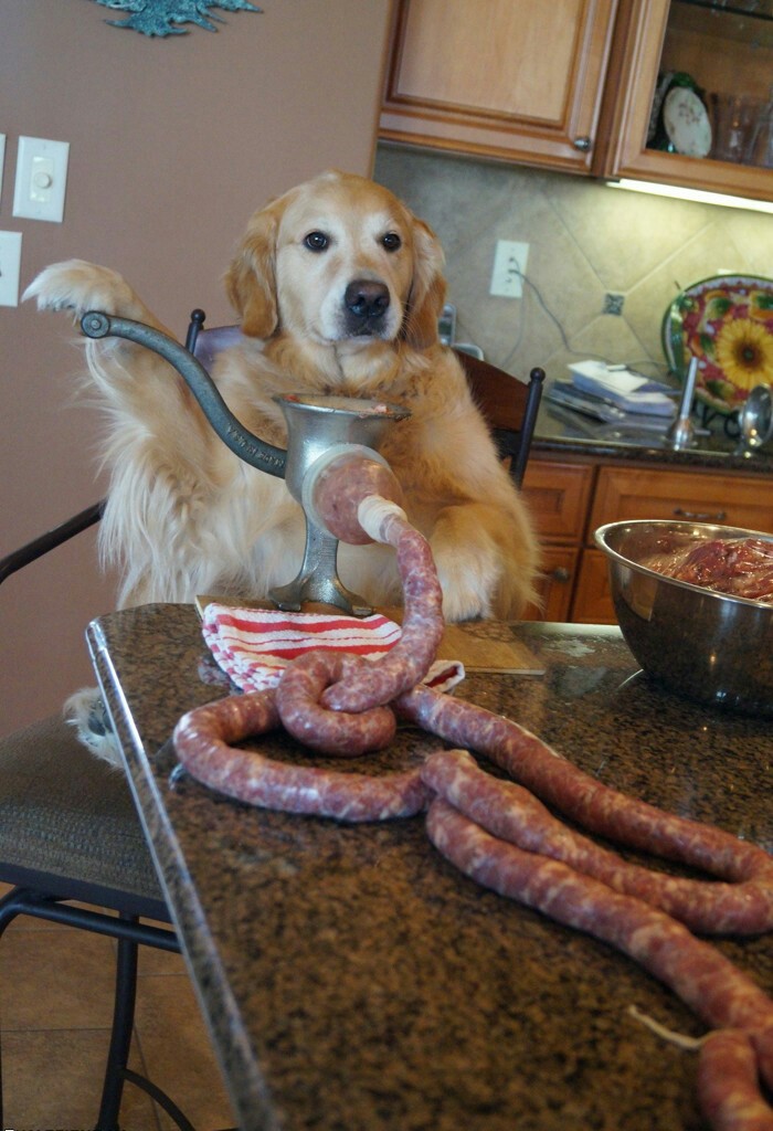 Dog Making Sausage.