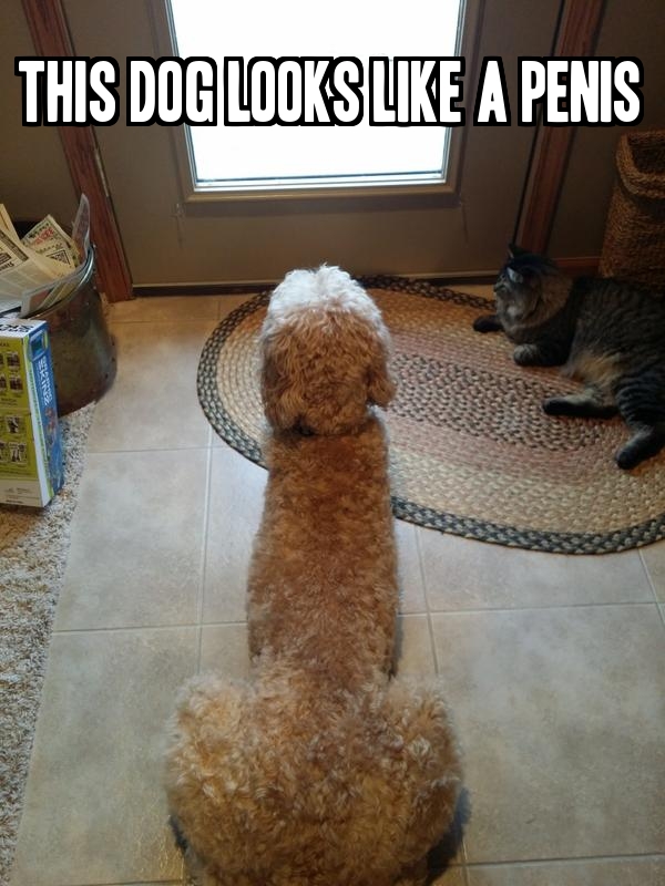 Dog resembles a weiner from behind.