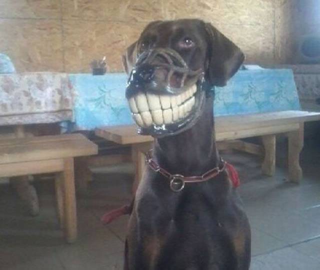 Dog seems happy about wearing a muzzle.