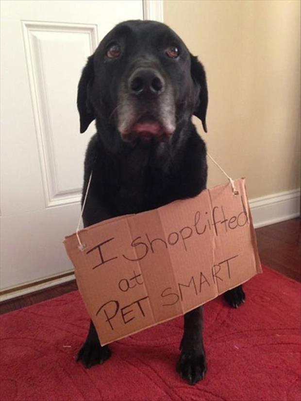 Dog steals then confesses the truth