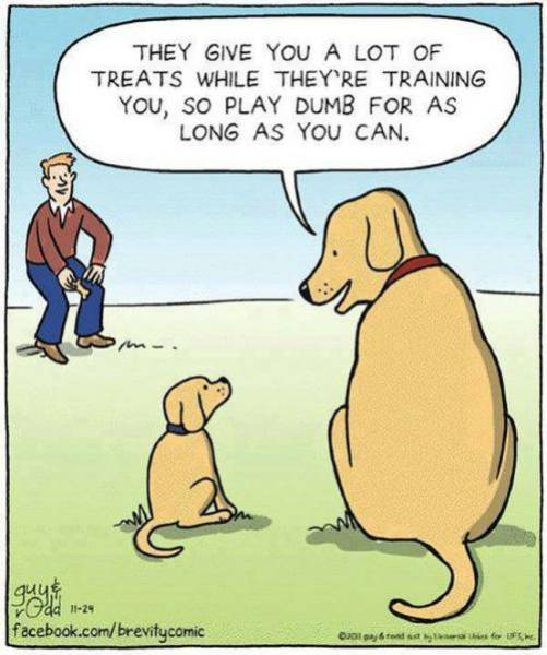 The truth about dog training.
