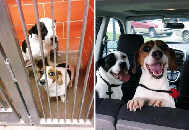 Dogs before and after being rescued from the animal shelter.