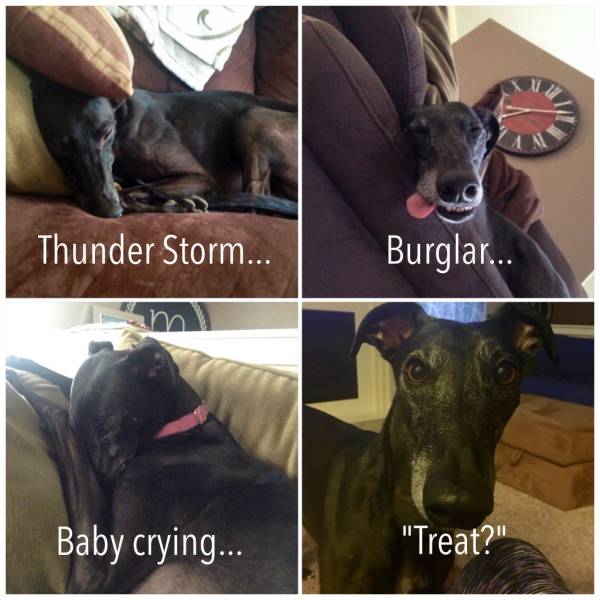 Dogs can sleep through anything if they so choose, with one exception.