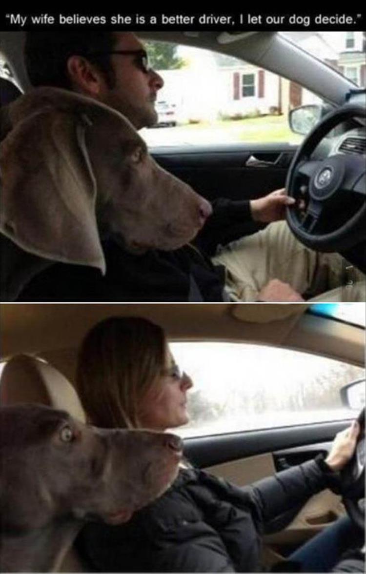 Husband and wife, 'who's the better driver' debate decided by the dog.