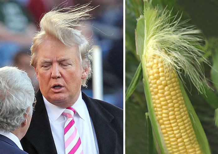 Donald Trump vs Corn on the cob. Which one has better hair?