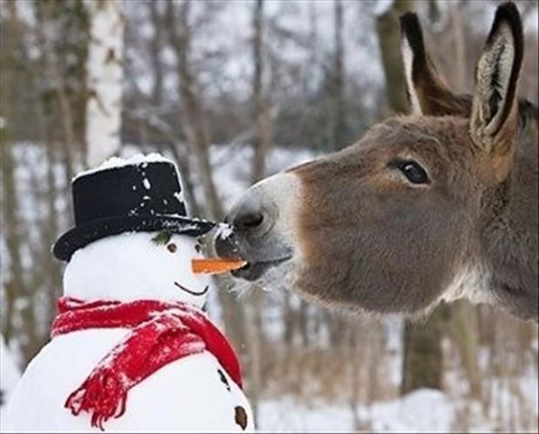Don't be a jackass and eat the poor Snowman's nose