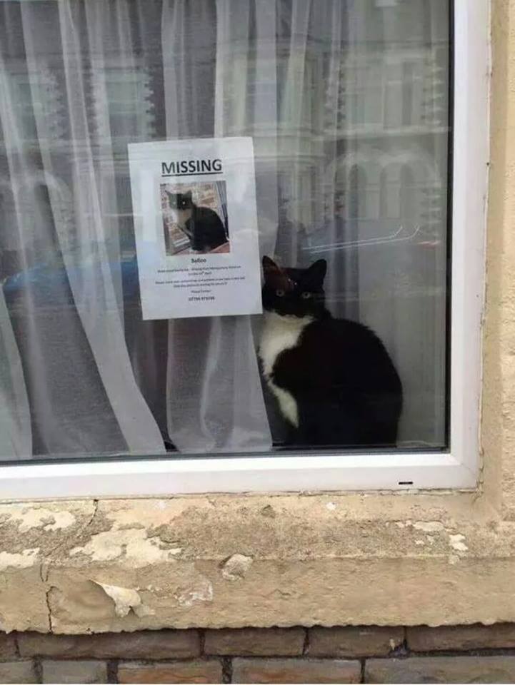 Either They Forgot To Take Down The Missing Poster Or The Cat Has An Identical Twin.