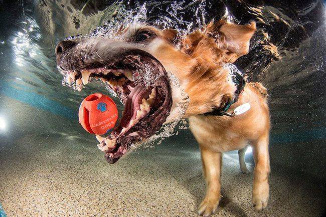 Amazing picture of dog under water fetching a ball