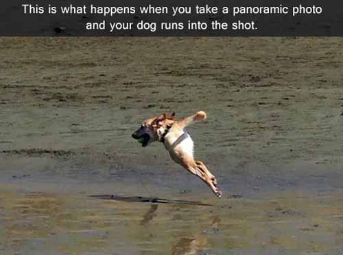 This is what happens when you take a panoramic photo and your dog runs into the shot.
