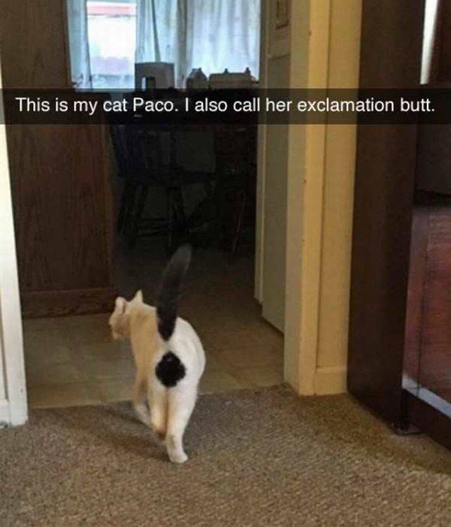 Cat nicknamed exclamation butt for a good reason.