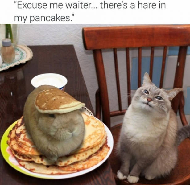 Excuse me waiter, there's a hare in my pancakes.