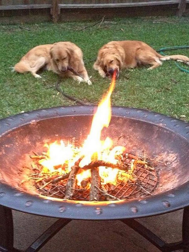 Fire Breathing Dog Spits Huge Flames From It's Mouth.......Or Maybe It's Just The Camera Angle. 