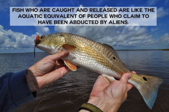 Fish that are caught and released are like people who claim to have been abducted by aliens.
