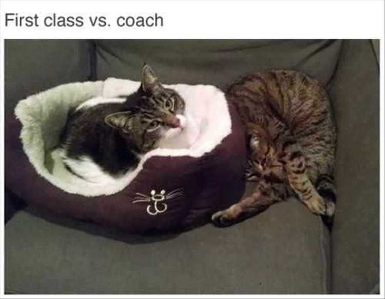 Fist class vs. Coach
