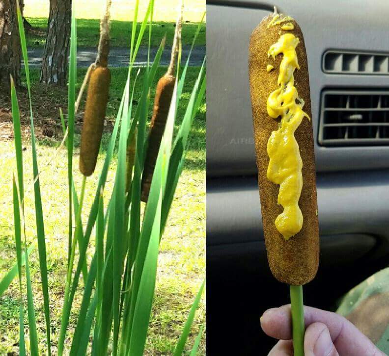 Found some corn dogs growing wild.