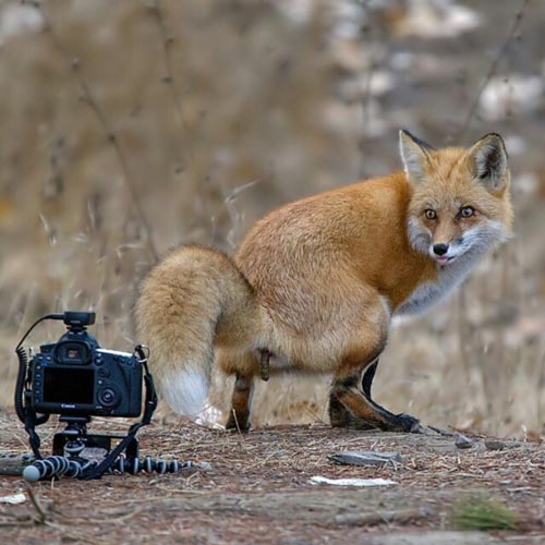 Fox shows how much it dislikes cameras by taking a poop right in front of it.