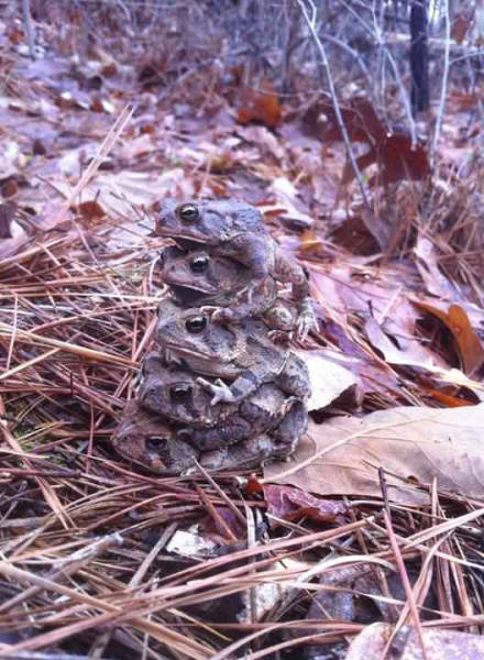 Frog stacking.