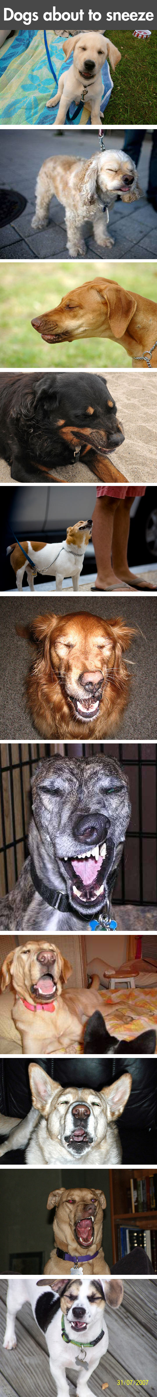 Funny Pictures Of Dogs Taken Right Before They Sneeze.