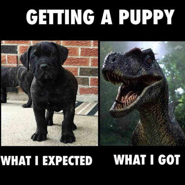 Getting a Puppy: Expectation vs. Reality