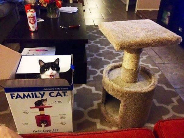 Got a new cat tree.