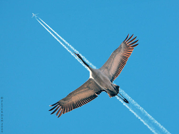 Great Shot Of This Goose Chasing A Plane