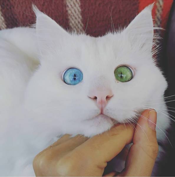 Blue eyes or green eyes? This cat has both.