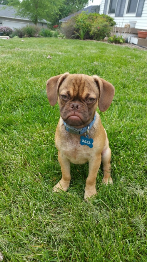 Grumpy Pup named Earl is the canine version of Grumpy Cat.