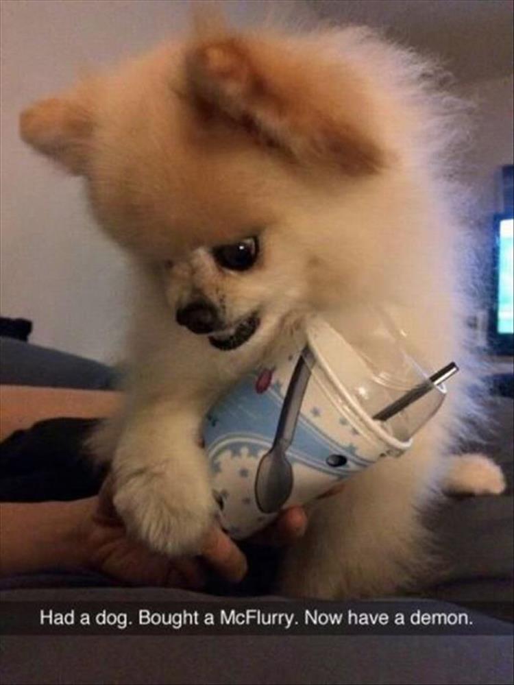Had a dog. Bought a McFlurry. Now have a demon.