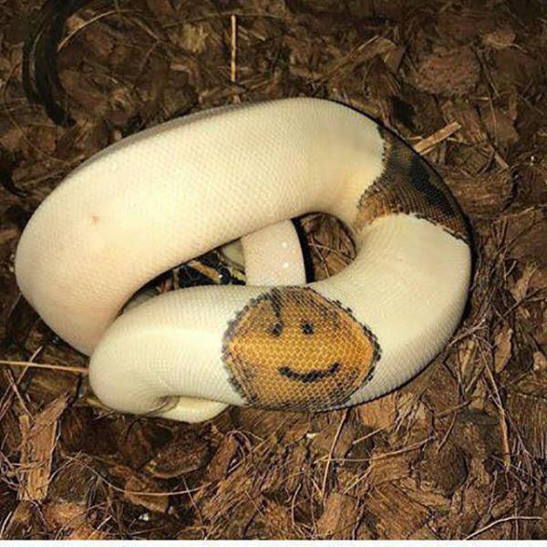 Have a nice snake.
