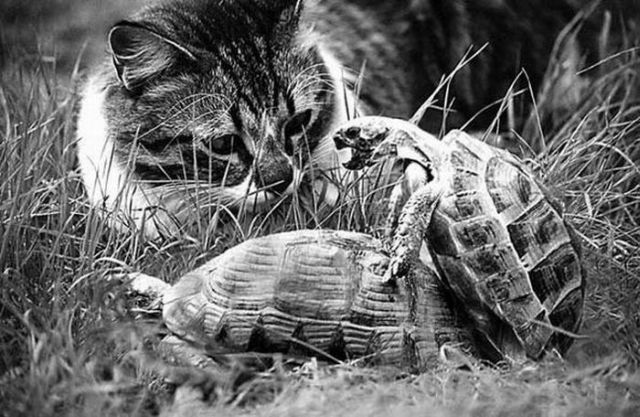 Have You Ever Been So Bored You Said You Would Rather Watch Turtles Having Sex? That Is What This Cat Decided To Do.