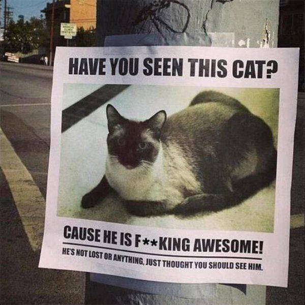 Have you seen this cat?
