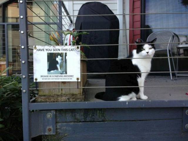Have you seen this cat?