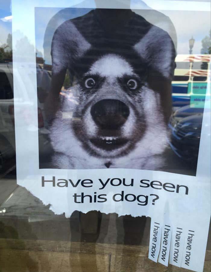 Have you seen this dog?
