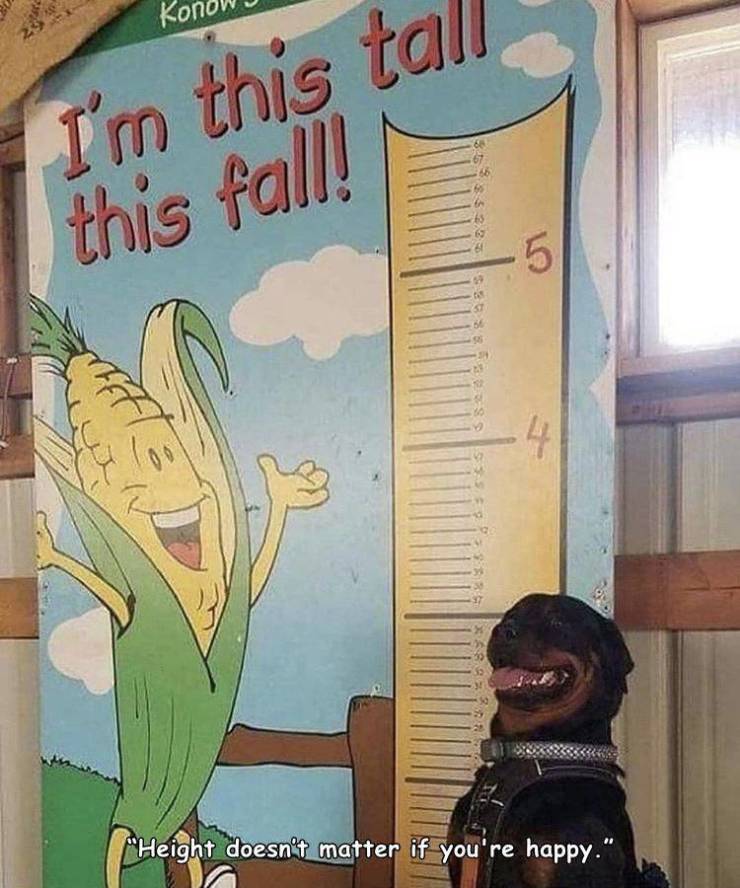 Height doesn't matter if you're happy.