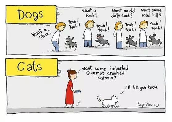 Here Is The Difference Between Dogs And Cats.