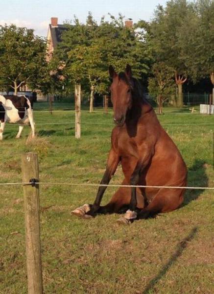 Horses are people too.