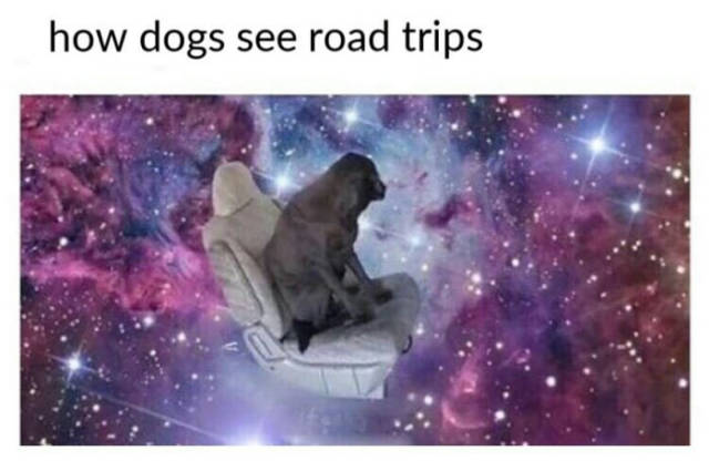 How dogs see road trips.