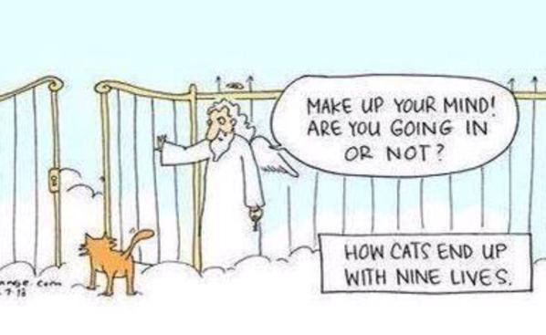 How cats end up with nine lives.