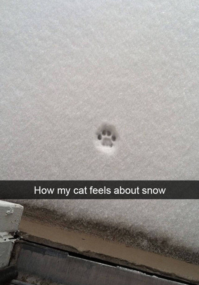 How my cat feels about snow.