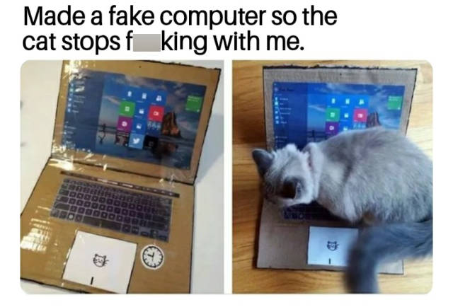 How to outsmart your cat.