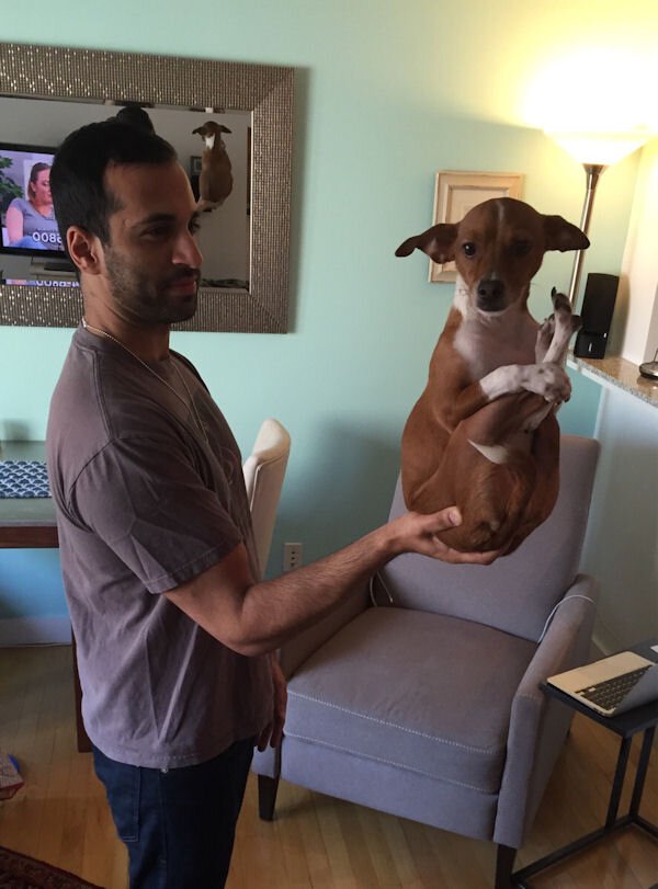 How to properly hold your dog in the palm of your hand.