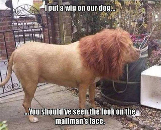 How to scare the mailman using a wig.