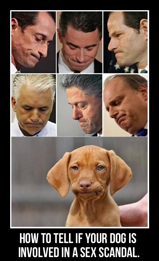How to tell if your dog is involved in a sex scandal by its facial expression.