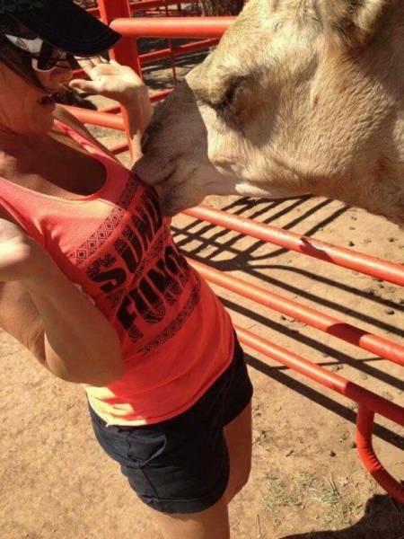 Hungry camel just trying to get some milk.